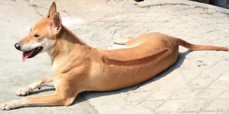 Nằm Mơ Thấy Chó Cắn Vào Chân Đánh Số Gì? - Để Đổi Đời 3 Tùy diễn biến trong mơ mà số sẽ khác nhau