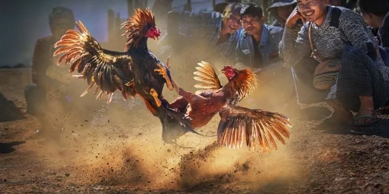 Tìm Hiểu Những Loại Kèo Nào Không Nên Cược Trong Đá Gà 2026 1 Những loại kèo nào không nên cược - Né ngay để không gặp rắc rối