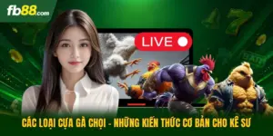 Các Loại Cựa Gà Chọi - Những Kiến Thức Cơ Bản Cho Kê Sư