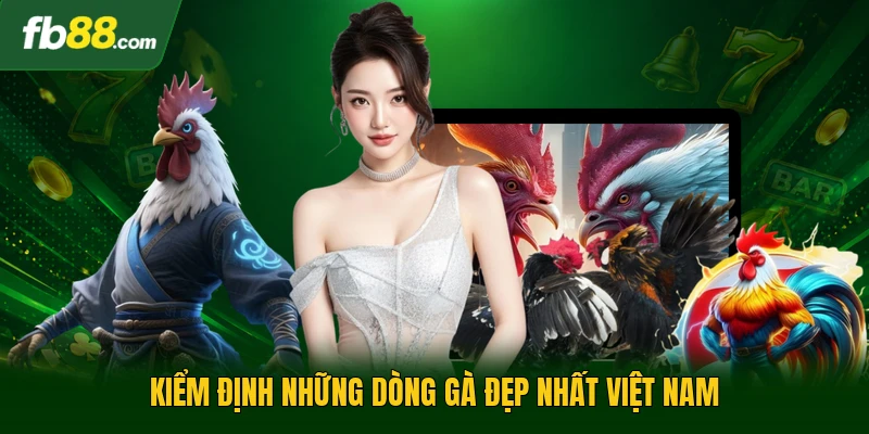 Gà Đẹp Nhất Việt Nam - Tiêu Chuẩn Đánh Giá, Phân Loại Chuẩn 1 Kiểm định những dòng gà đẹp nhất Việt Nam