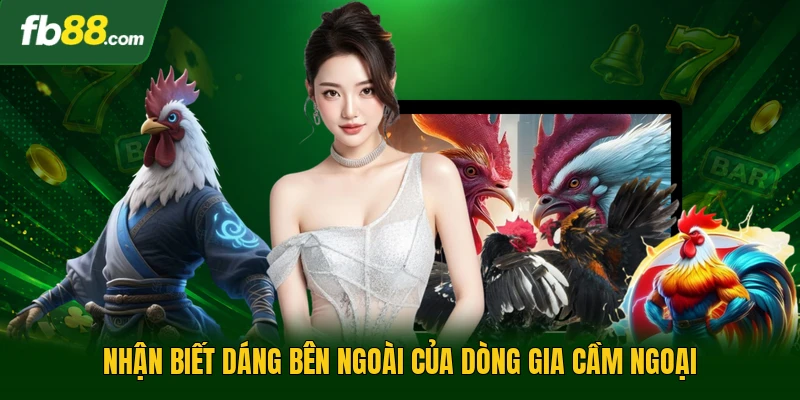 Gà Orpington - Khám Phá Các Đặc Điểm Sinh Học Nổi Bật Nhất 2 Nhận biết dáng bên ngoài của dòng gia cầm ngoại