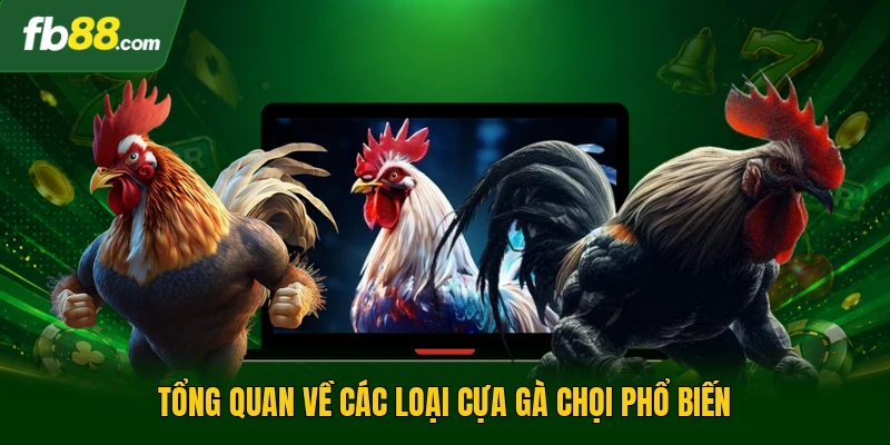 Các Loại Cựa Gà Chọi - Những Kiến Thức Cơ Bản Cho Kê Sư 1 Tổng quan về các loại cựa gà chọi phổ biến