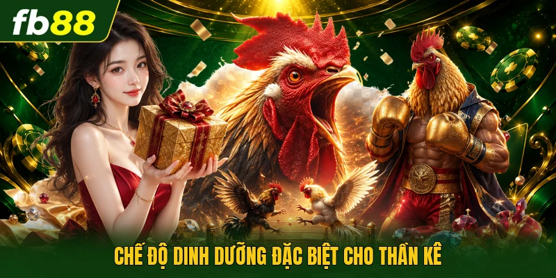 Đá Gà Nòi - Nghệ Thuật Rèn Đúc Của Chiến Kê Đất Việt 3 Chế độ dinh dưỡng đặc biệt cho thần kê