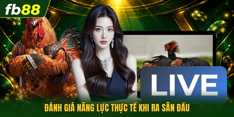 Gà Mắt Chuột - Linh Vật Sở Hữu Đôi Mắt Đen Láy Sắc Bén 3 Đánh giá năng lực thực tế khi ra sân đấu