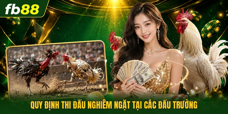 Đá Gà Nòi - Nghệ Thuật Rèn Đúc Của Chiến Kê Đất Việt 2 Quy định thi đấu nghiêm ngặt tại các đấu trường